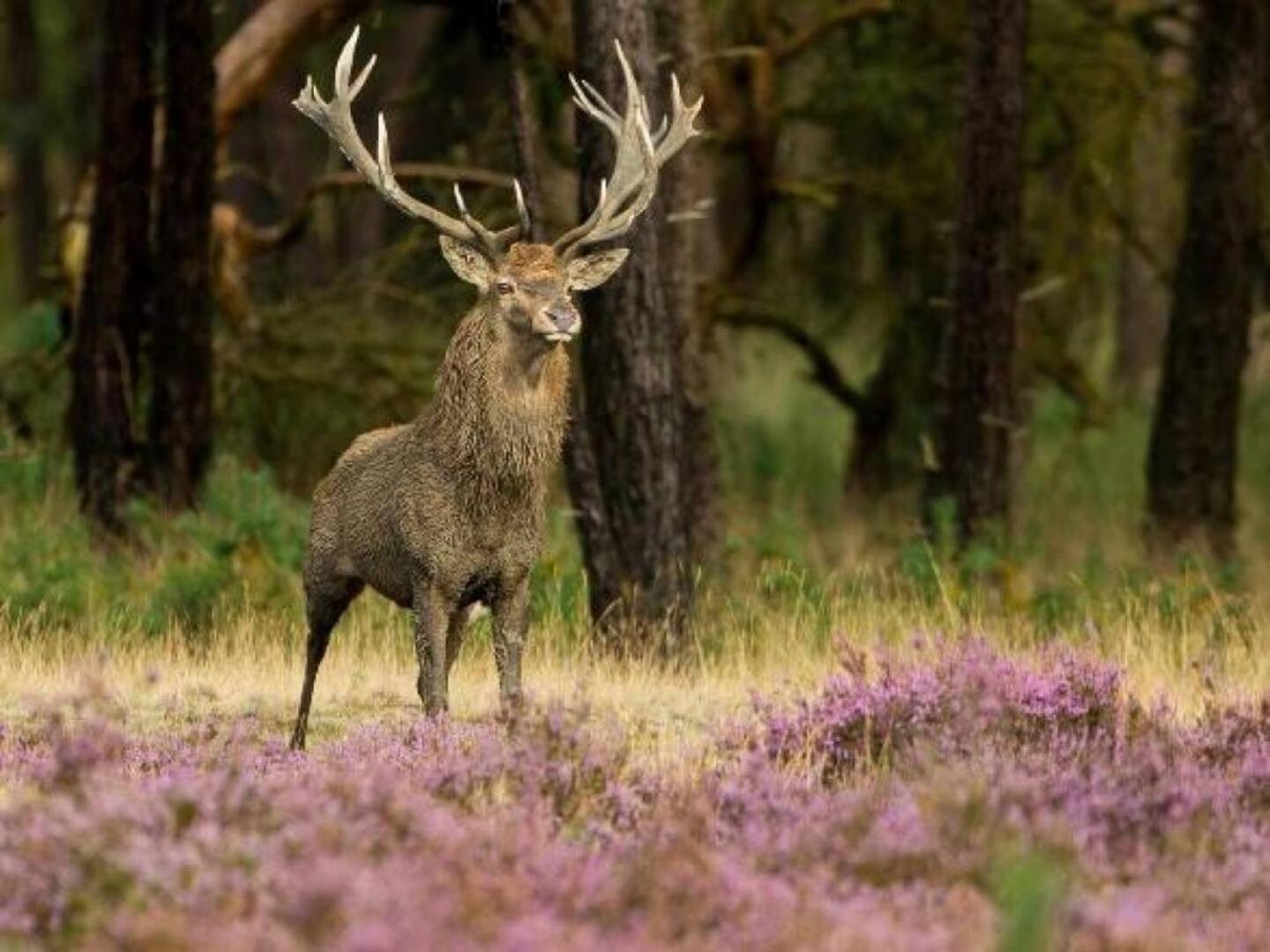 Luxuszelt In De Veluwe Met Prive Sanitair Ll54 Putten