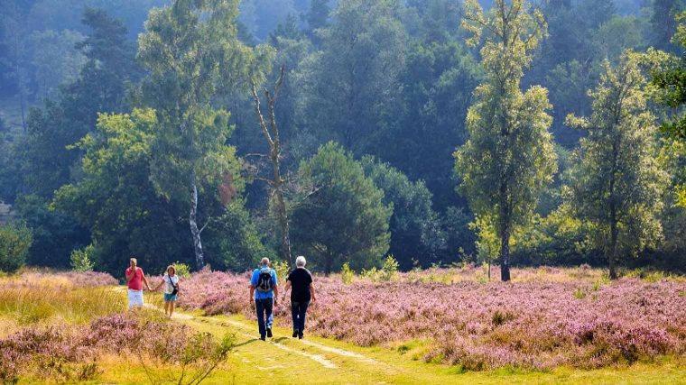 Luxuszelt In De Veluwe Met Prive Sanitair Ll54 *