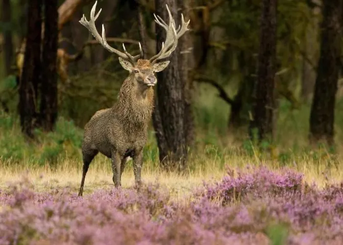 Verblijf In De Veluwe Met Prive Sanitair Ll54